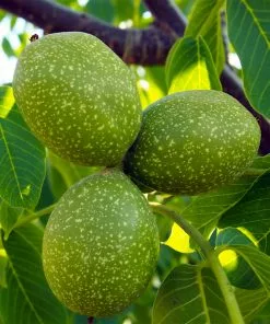 Fast Growing Trees Chandler Walnut Tree 13 Fast Growing Trees Chandler Walnut Tree