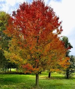 Fast Growing Trees Chastity® Pear Tree 9 Fast Growing Trees Chastity® Pear Tree