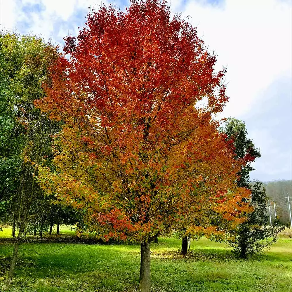 Fast Growing Trees Chastity® Pear Tree 6 Fast Growing Trees Chastity® Pear Tree