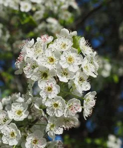Fast Growing Trees Chastity® Pear Tree