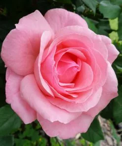 Fast Growing Trees Rose Trees Cherish Rose Tree