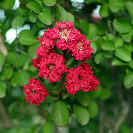 Fast Growing Trees Cherokee Crape Myrtle 5 Fast Growing Trees Cherokee Crape Myrtle