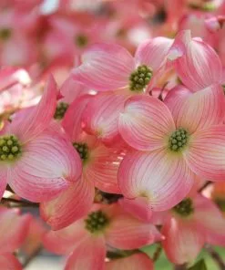 Fast Growing Trees Cherokee Brave Dogwood