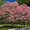 Fast Growing Trees Cherokee Brave Dogwood 2 Fast Growing Trees Cherokee Brave Dogwood