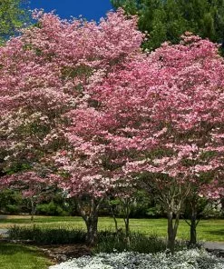 Fast Growing Trees Cherokee Brave Dogwood