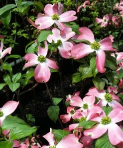 Fast Growing Trees Cherokee Chief Dogwood 8 Fast Growing Trees Cherokee Chief Dogwood