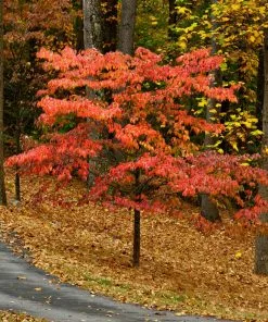 Fast Growing Trees Cherokee Chief Dogwood 9 Fast Growing Trees Cherokee Chief Dogwood