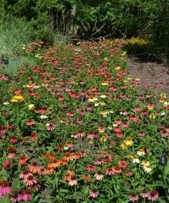 Fast Growing Trees See All Shrubs & Hedges Cheyenne Spirit Echinacea (Coneflower) 8 Fast Growing Trees See All Shrubs & Hedges Cheyenne Spirit Echinacea (Coneflower)