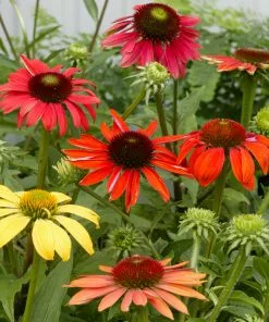 Fast Growing Trees See All Shrubs & Hedges Cheyenne Spirit Echinacea (Coneflower) 7 Fast Growing Trees See All Shrubs & Hedges Cheyenne Spirit Echinacea (Coneflower)