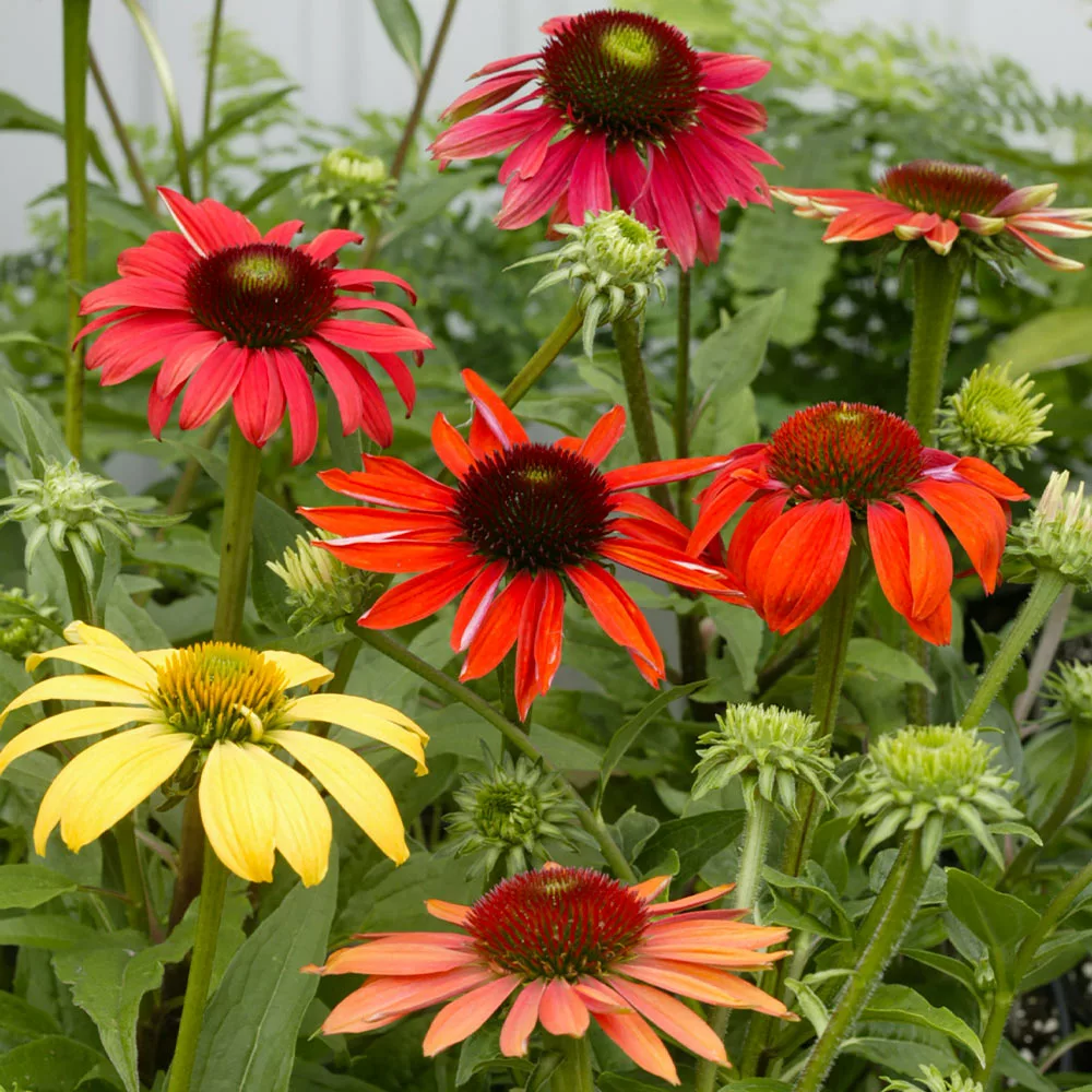 Fast Growing Trees See All Shrubs & Hedges Cheyenne Spirit Echinacea (Coneflower) 4 Fast Growing Trees See All Shrubs & Hedges Cheyenne Spirit Echinacea (Coneflower)