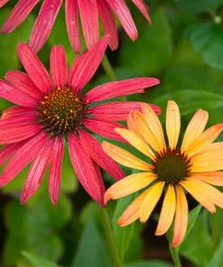 Fast Growing Trees See All Shrubs & Hedges Cheyenne Spirit Echinacea (Coneflower) 9 Fast Growing Trees See All Shrubs & Hedges Cheyenne Spirit Echinacea (Coneflower)