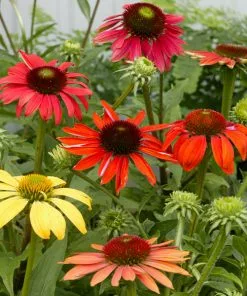 Fast Growing Trees See All Shrubs & Hedges Cheyenne Spirit Echinacea (Coneflower)