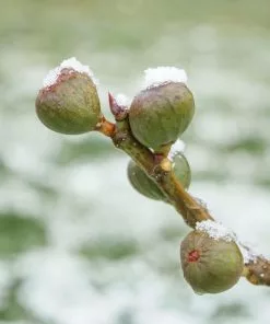 Fast Growing Trees Assorted Figs - USDA Organic