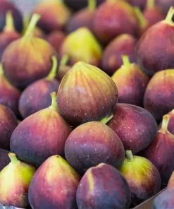 Fast Growing Trees Assorted Figs - USDA Organic