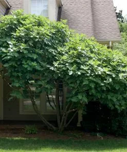 Fast Growing Trees Fig Trees Chicago Hardy Fig Tree - USDA Organic 9 Fast Growing Trees Fig Trees Chicago Hardy Fig Tree - USDA Organic