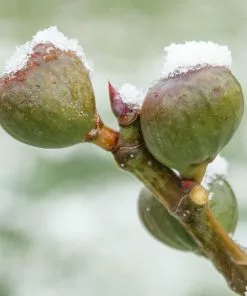 Fast Growing Trees Fig Trees Chicago Hardy Fig Tree - USDA Organic