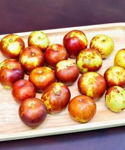 Fast Growing Trees See All Fruit Trees Chico Jujube Tree 10 Fast Growing Trees See All Fruit Trees Chico Jujube Tree