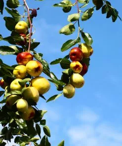 Fast Growing Trees See All Fruit Trees Chico Jujube Tree 9 Fast Growing Trees See All Fruit Trees Chico Jujube Tree