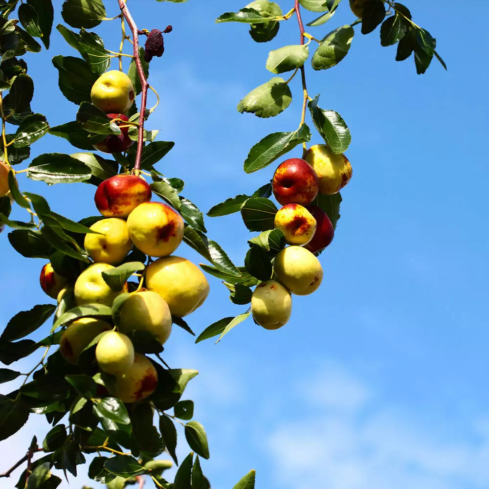 Fast Growing Trees See All Fruit Trees Chico Jujube Tree 5 Fast Growing Trees See All Fruit Trees Chico Jujube Tree
