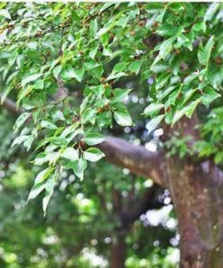 Fast Growing Trees Chinese Hackberry Tree See All Shade Trees