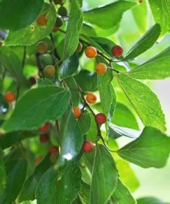 Fast Growing Trees Chinese Hackberry Tree See All Shade Trees 7 Fast Growing Trees Chinese Hackberry Tree See All Shade Trees