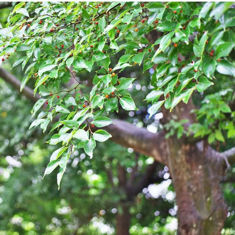 Fast Growing Trees Chinese Hackberry Tree See All Shade Trees 4 Fast Growing Trees Chinese Hackberry Tree See All Shade Trees