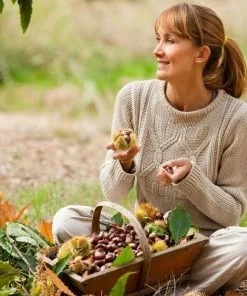 Fast Growing Trees Nut Trees Chinese Chestnut Tree 10 Fast Growing Trees Nut Trees Chinese Chestnut Tree