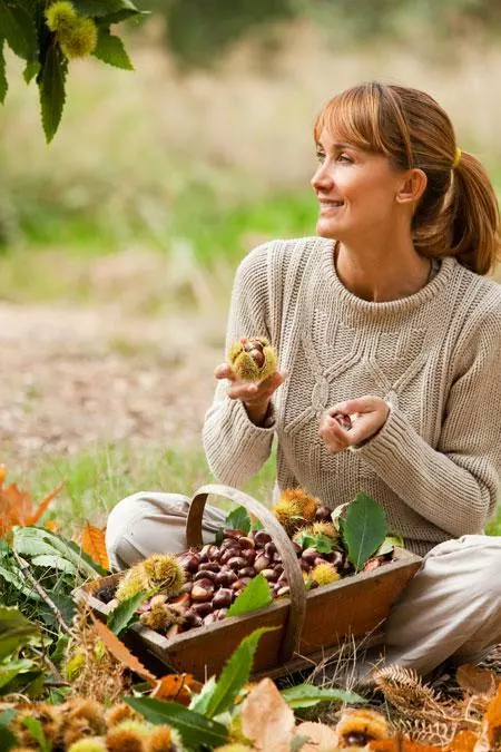 Fast Growing Trees Nut Trees Chinese Chestnut Tree 5 Fast Growing Trees Nut Trees Chinese Chestnut Tree