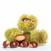 Fast Growing Trees Nut Trees Chinese Chestnut Tree