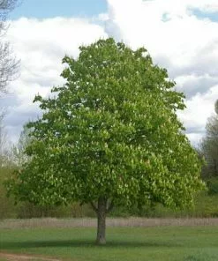 Fast Growing Trees Nut Trees Chinese Chestnut Tree 11 Fast Growing Trees Nut Trees Chinese Chestnut Tree