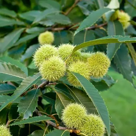 Fast Growing Trees Nut Trees Chinese Chestnut Tree 8 Fast Growing Trees Nut Trees Chinese Chestnut Tree