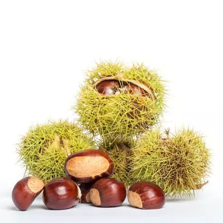 Fast Growing Trees Nut Trees Chinese Chestnut Tree 4 Fast Growing Trees Nut Trees Chinese Chestnut Tree