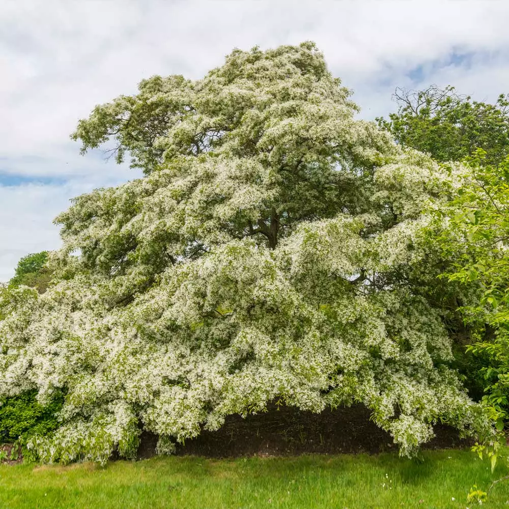 Fast Growing Trees Chinese Fringe Tree See All Flowering Trees 4 Fast Growing Trees Chinese Fringe Tree See All Flowering Trees