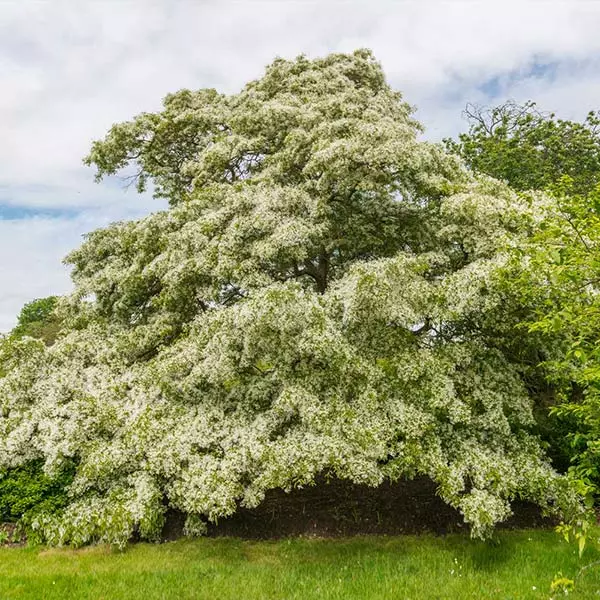 Fast Growing Trees Chinese Fringe Tree See All Flowering Trees 3 Fast Growing Trees Chinese Fringe Tree See All Flowering Trees