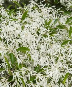 Fast Growing Trees Chinese Fringe Tree See All Flowering Trees 9 Fast Growing Trees Chinese Fringe Tree See All Flowering Trees