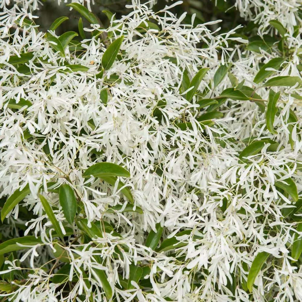 Fast Growing Trees Chinese Fringe Tree See All Flowering Trees 5 Fast Growing Trees Chinese Fringe Tree See All Flowering Trees