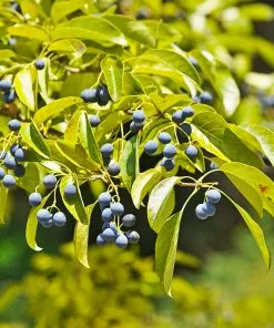 Fast Growing Trees Chinese Fringe Tree See All Flowering Trees 10 Fast Growing Trees Chinese Fringe Tree See All Flowering Trees