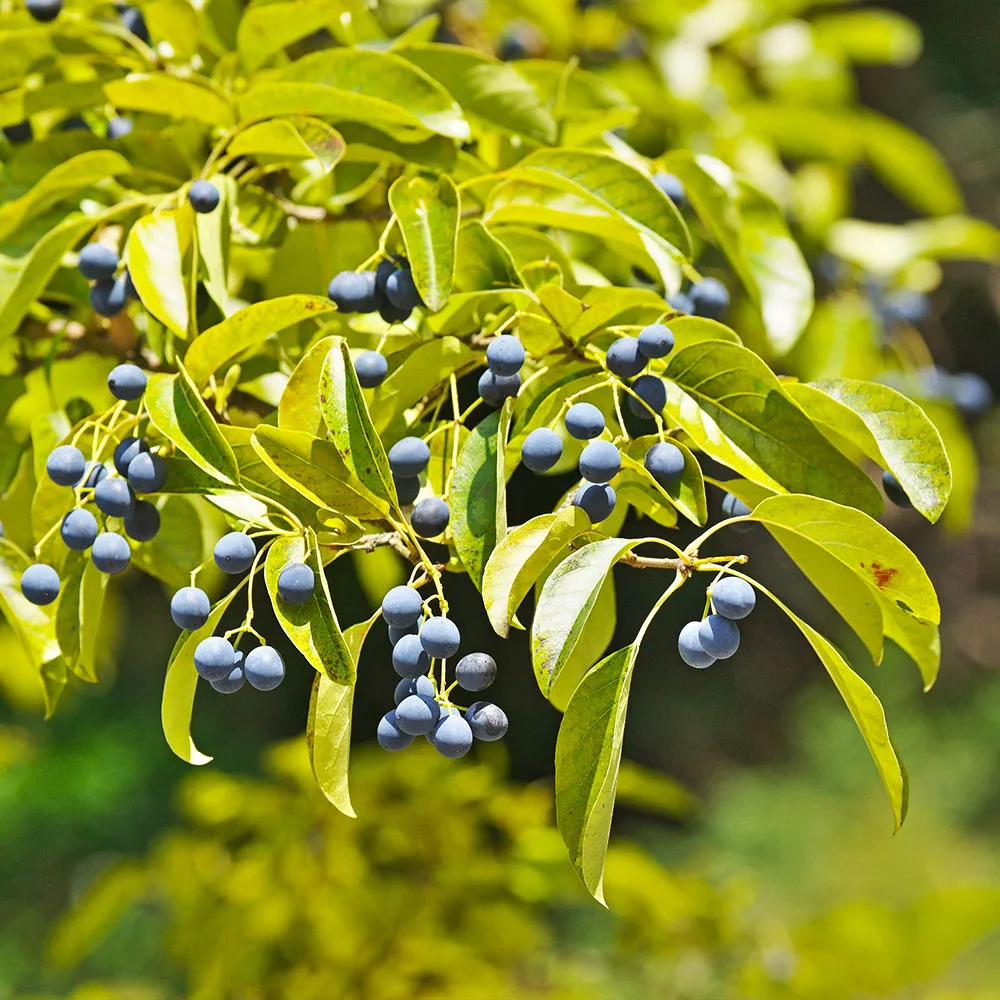 Fast Growing Trees Chinese Fringe Tree See All Flowering Trees 6 Fast Growing Trees Chinese Fringe Tree See All Flowering Trees