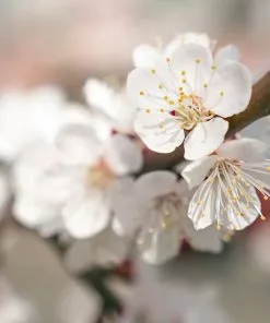 Fast Growing Trees Chinese Mormon Apricot Tree Our Newest Arrivals 7 Fast Growing Trees Chinese Mormon Apricot Tree Our Newest Arrivals