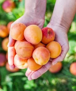 Fast Growing Trees Chinese Mormon Apricot Tree Our Newest Arrivals