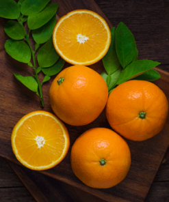 Fast Growing Trees Citrus Trees Chinotto Sour Orange Tree