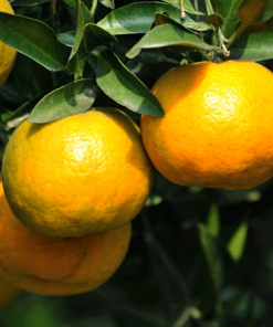 Fast Growing Trees Citrus Trees Chinotto Sour Orange Tree 7 Fast Growing Trees Citrus Trees Chinotto Sour Orange Tree