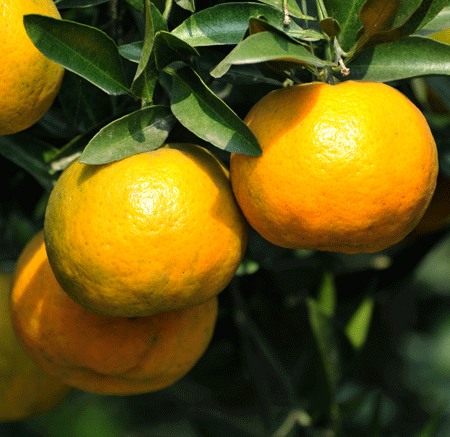 Fast Growing Trees Citrus Trees Chinotto Sour Orange Tree 5 Fast Growing Trees Citrus Trees Chinotto Sour Orange Tree