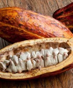 Fast Growing Trees Chocolate Cocoa 'Cacao' Plant 11 Fast Growing Trees Chocolate Cocoa 'Cacao' Plant