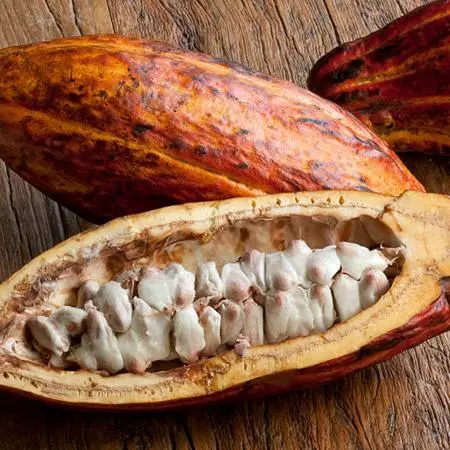 Fast Growing Trees Chocolate Cocoa 'Cacao' Plant 7 Fast Growing Trees Chocolate Cocoa 'Cacao' Plant