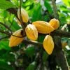 Fast Growing Trees Chocolate Cocoa 'Cacao' Plant 1 Fast Growing Trees Chocolate Cocoa 'Cacao' Plant