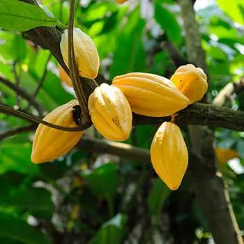 Fast Growing Trees Chocolate Cocoa 'Cacao' Plant 3 Fast Growing Trees Chocolate Cocoa 'Cacao' Plant