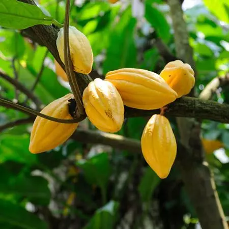 Fast Growing Trees Chocolate Cocoa 'Cacao' Plant 4 Fast Growing Trees Chocolate Cocoa 'Cacao' Plant