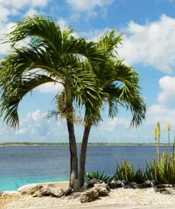 Fast Growing Trees Christmas Palm Palm Trees 19 Fast Growing Trees Christmas Palm Palm Trees