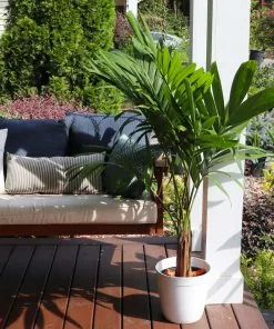 Fast Growing Trees Christmas Palm Palm Trees 22 Fast Growing Trees Christmas Palm Palm Trees